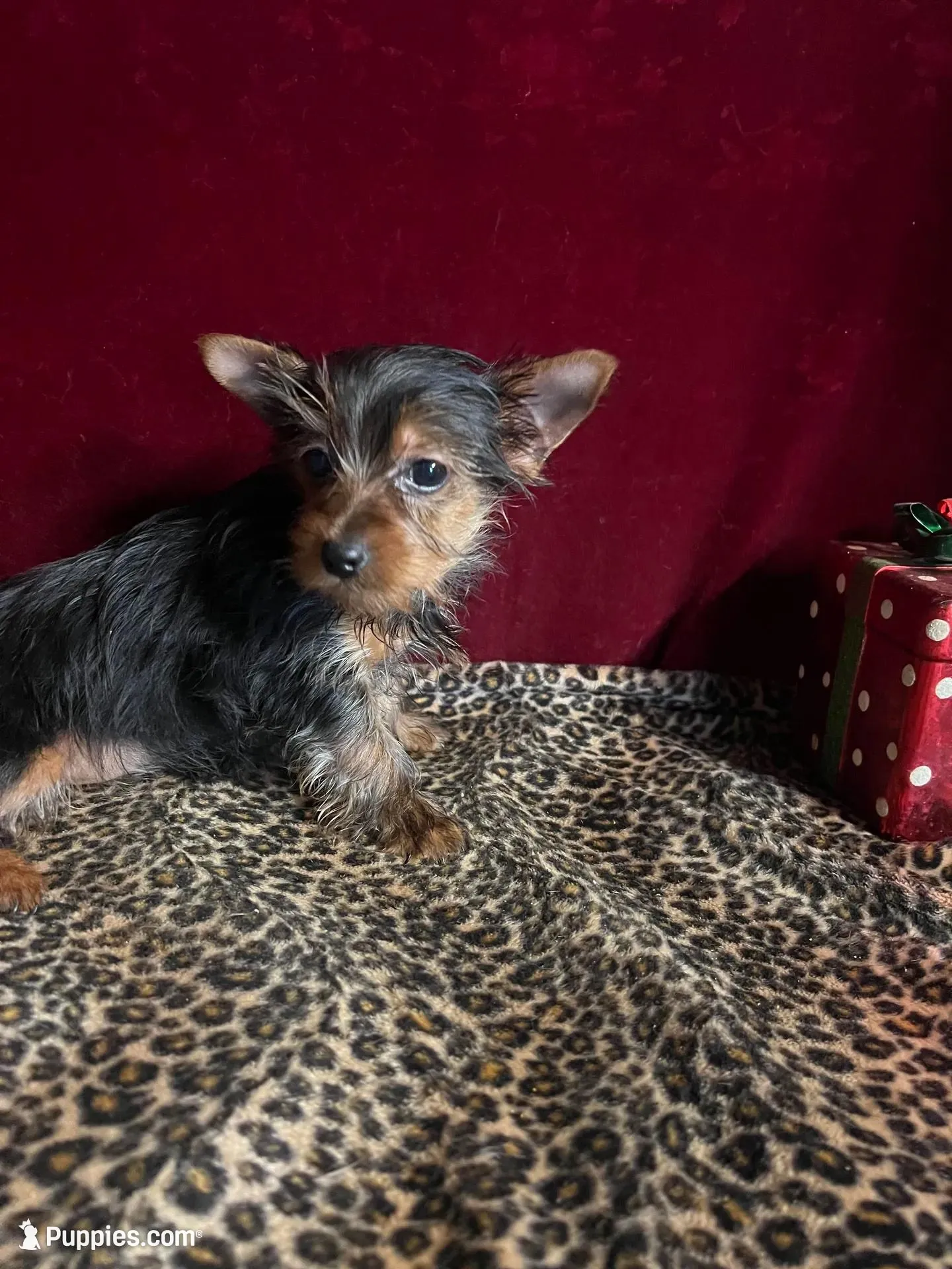Jonnie Lyn, a female Yorkshire Terrier for sale in Picayune, MS – Photo 2 of 7