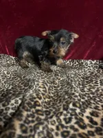 Jonny, a female Yorkshire Terrier for sale in Picayune, MS – Photo 3 of 4