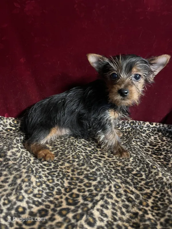 Jonnie Lyn – Yorkshire Terrier puppy for sale in Picayune, MS