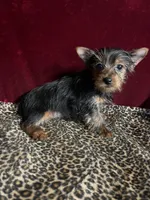 Jonnie Lyn, a female Yorkshire Terrier for sale in Picayune, MS – Photo 1 of 7