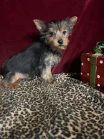 Jonnie , a female Yorkshire Terrier for sale in Picayune, MS – Photo 4 of 8