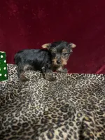Jonny, a female Yorkshire Terrier for sale in Picayune, MS – Photo 4 of 4