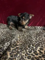 Jonny, a female Yorkshire Terrier for sale in Picayune, MS – Photo 2 of 4