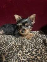 Dane, a male Yorkshire Terrier for sale in Picayune, MS – 3 of 4