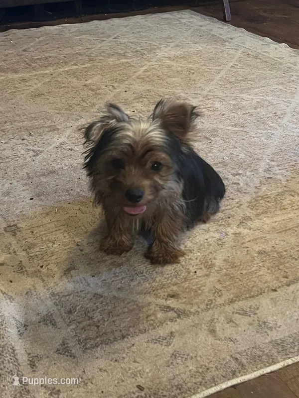 Al’ Albert,,, moving discount  – Yorkshire Terrier puppy for sale in Picayune, MS