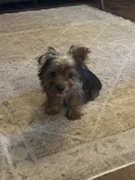  Al’ Albert,,, moving discount , a male Yorkshire Terrier for sale in Picayune, MS – 1 of 9