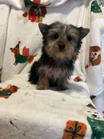 Gram ( microchipped), a male Yorkshire Terrier for sale in Picayune, MS – Photo 5 of 6