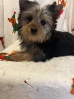 Gram ( microchipped), a male Yorkshire Terrier for sale in Picayune, MS – Photo 1 of 6