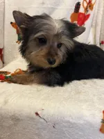 Gram ( microchipped), a male Yorkshire Terrier for sale in Picayune, MS – Photo 2 of 6