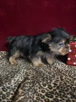 Gram ( microchipped), a male Yorkshire Terrier for sale in Picayune, MS – Photo 4 of 6