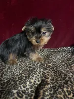 Gram ( microchipped), a male Yorkshire Terrier for sale in Picayune, MS – Photo 3 of 6