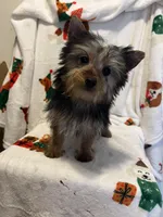 Gram ( microchipped), a male Yorkshire Terrier for sale in Picayune, MS – Photo 6 of 6