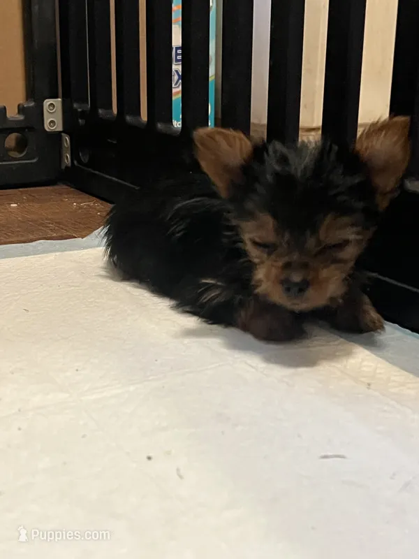 Jeffery – Yorkshire Terrier puppy for sale in Picayune, MS