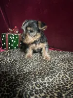 Trixie, a female Yorkshire Terrier for sale in Picayune, MS – 2 of 7
