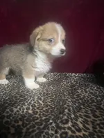 Riley , a male Pembroke Welsh Corgi for sale in Picayune, MS – Photo 1 of 10