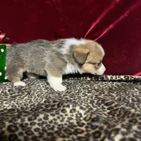 Riley , a male Pembroke Welsh Corgi for sale in Picayune, MS – Photo 2 of 10