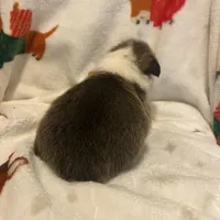 Riley , a male Pembroke Welsh Corgi for sale in Picayune, MS – Photo 9 of 10