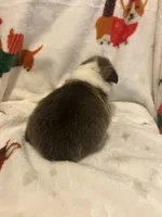 Riley , a male Pembroke Welsh Corgi for sale in Picayune, MS – Photo 8 of 9