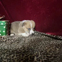 Riley , a male Pembroke Welsh Corgi for sale in Picayune, MS – Photo 6 of 10