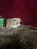 Riley , a male Pembroke Welsh Corgi for sale in Picayune, MS – Photo 2 of 9