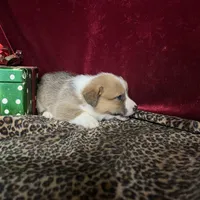 Riley , a male Pembroke Welsh Corgi for sale in Picayune, MS – Photo 4 of 10