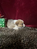 Riley , a male Pembroke Welsh Corgi for sale in Picayune, MS – Photo 4 of 9