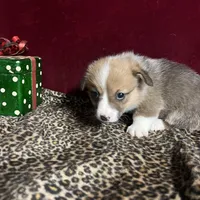 Riley , a male Pembroke Welsh Corgi for sale in Picayune, MS – Photo 3 of 10