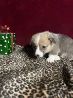 Riley , a male Pembroke Welsh Corgi for sale in Picayune, MS – Photo 3 of 9