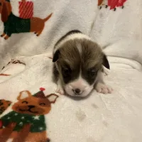 Riley , a male Pembroke Welsh Corgi for sale in Picayune, MS – Photo 7 of 10