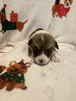 Riley , a male Pembroke Welsh Corgi for sale in Picayune, MS – Photo 6 of 9