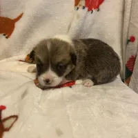 Riley , a male Pembroke Welsh Corgi for sale in Picayune, MS – Photo 10 of 10