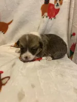 Riley , a male Pembroke Welsh Corgi for sale in Picayune, MS – Photo 9 of 9