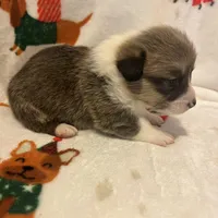 Riley , a male Pembroke Welsh Corgi for sale in Picayune, MS – Photo 8 of 10