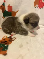 Riley , a male Pembroke Welsh Corgi for sale in Picayune, MS – Photo 7 of 9