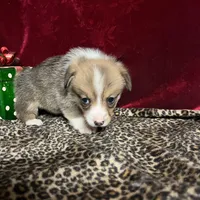 Riley , a male Pembroke Welsh Corgi for sale in Picayune, MS – Photo 5 of 10