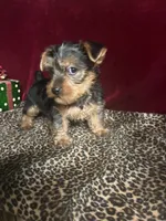Trixie, a female Yorkshire Terrier for sale in Picayune, MS – 4 of 7