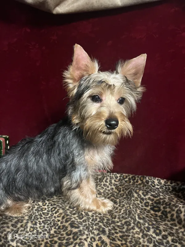 Trixie – Yorkshire Terrier puppy for sale in Picayune, MS