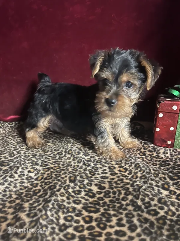 Teddy – Yorkshire Terrier puppy for sale in Picayune, MS