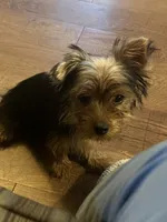  Al’ Albert,,, moving discount , a male Yorkshire Terrier for sale in Picayune, MS – 2 of 9