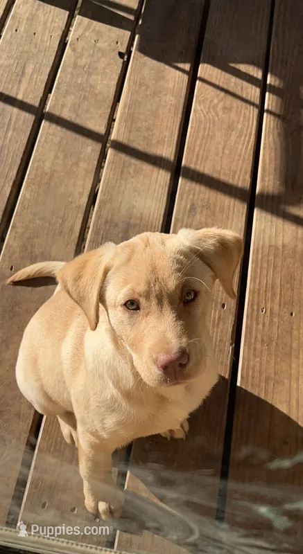 Marble – Labrador Retriever puppy for sale in Picayune, MS