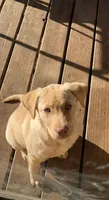Marble, a female Labrador Retriever for sale in Picayune, MS – 1 of 3