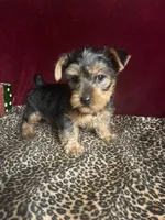 Trixie, a female Yorkshire Terrier for sale in Picayune, MS – 7 of 7