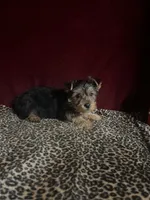 Bella, a female Yorkshire Terrier for sale in Picayune, MS – 3 of 6