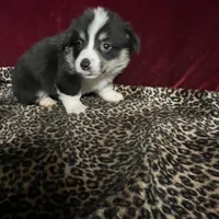 Chum chummy, a male Cardigan Welsh Corgi for sale in Picayune, MS – Photo 3 of 4