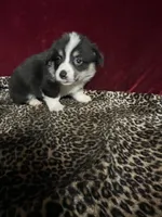 Chummy, a male Cardigan Welsh Corgi for sale in Picayune, MS – Photo 2 of 4