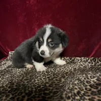 Chum chummy, a male Cardigan Welsh Corgi for sale in Picayune, MS – Photo 4 of 4