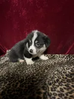 Chummy, a male Cardigan Welsh Corgi for sale in Picayune, MS – Photo 3 of 4