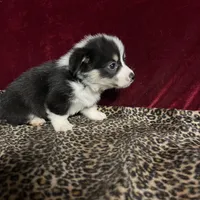 Chum chummy, a male Cardigan Welsh Corgi for sale in Picayune, MS – Photo 1 of 4