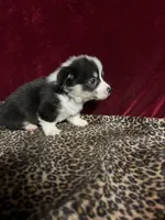 Chummy, a male Cardigan Welsh Corgi for sale in Picayune, MS – Photo 1 of 4