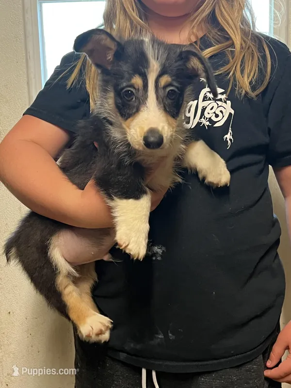 Chucky – Cardigan Welsh Corgi puppy for sale in Picayune, MS